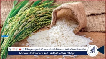 أسعار الأرز.. تغييرات ملحوظة في أسعار الأرز بأنواعه المختلفة بأسواق المنيا الأحد 5 أكتوبر 2025